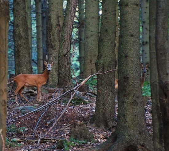 Ze srnčí řije- dobrý šesterák