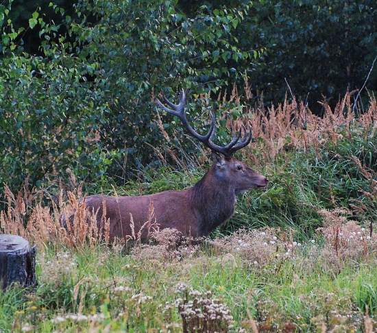 Jelen - jednostraně korunový desaterák 2