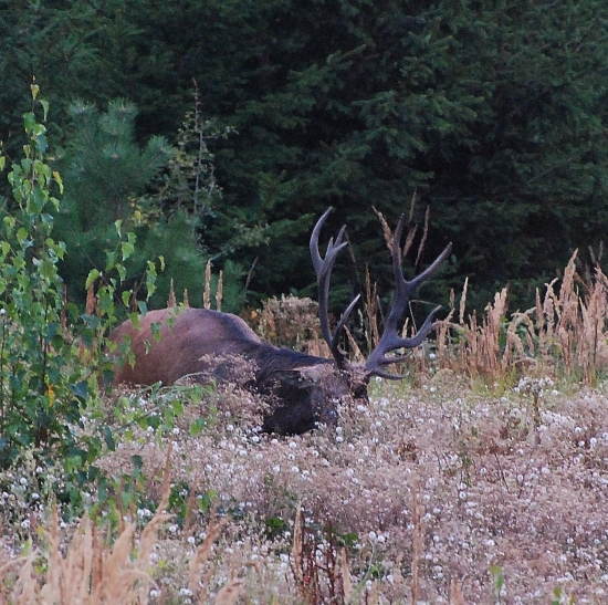 Jelen - nerovný jednostraně korunový čtrnácterák 2