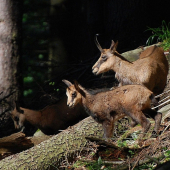 Jesenický kamzík- kamzičí školka
