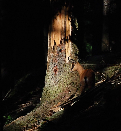 Jesenický kamzík- v přítmí lesa