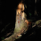 Jesenický kamzík- v přítmí lesa