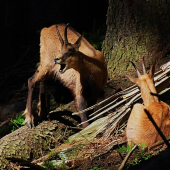 Jesenický kamzík-  důrazné napomenutí, tady poroučím jen já!