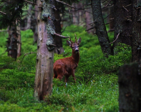 Šesterák z Malého Dědu.