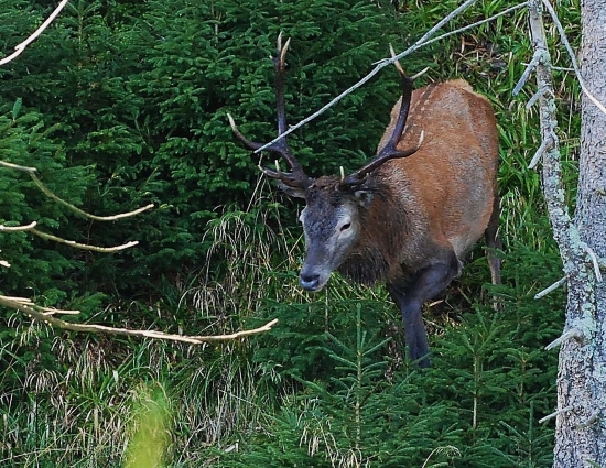 Pod Pradědem- můj SvatoVáclavský jelen