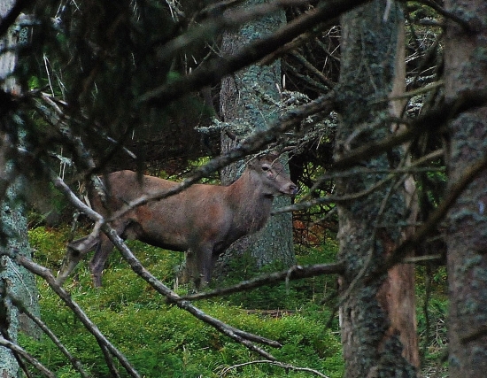 V horském lese -osmerák
