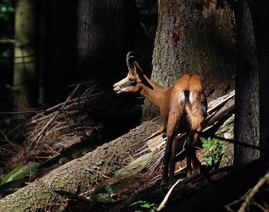 Přání jesenickým kamzíkům.