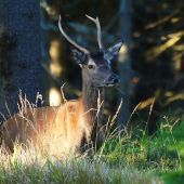 jelínek- první hlava