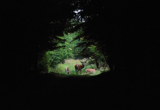 Jak jsem potkal jeleny- brána