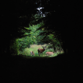 Jak jsem potkal jeleny- brána