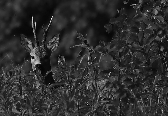 Setkání se srnci – černobílý den.