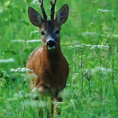 Můj soused šesterák
