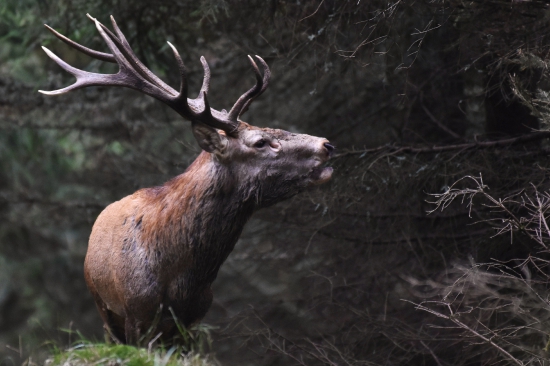 Z cest za Jesenickým jelenem