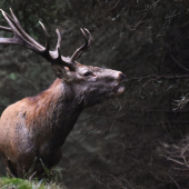 Z cest za Jesenickým jelenem