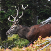 Z cest za Jesenickým jelenem