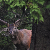 Z cest za Jesenickým jelenem
