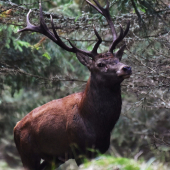 Z cest za Jesenickým jelenem