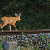Běhama stírá rosu na kolejích...