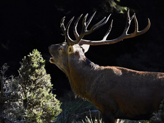 Ö-ö-ö-ö-ö-öuaah