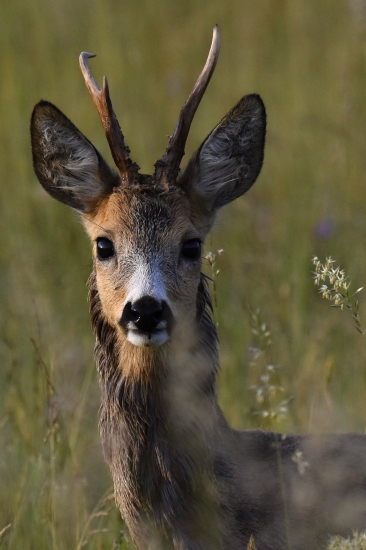 srnčí portréty- nerovný vidláček