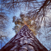 Velka borovice :)
