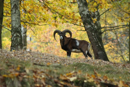 Muflon