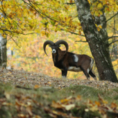 Muflon