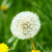 Púpava lekárska (Taraxacum officionale)