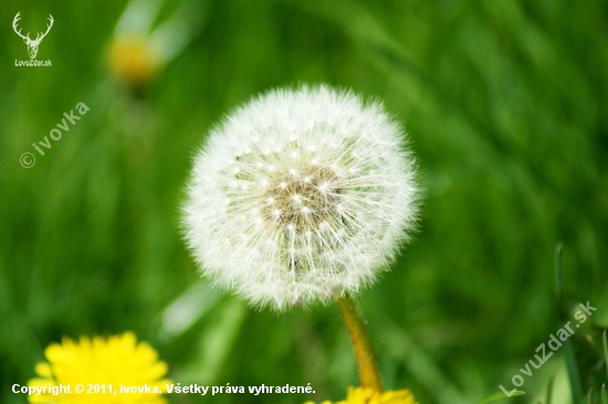 Púpava lekárska (Taraxacum officionale)