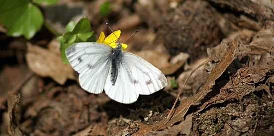 Mlynárik kapustový - Pieris brassicae