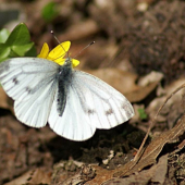 Mlynárik kapustový - Pieris brassicae