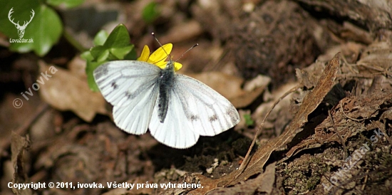 Mlynárik kapustový - Pieris brassicae