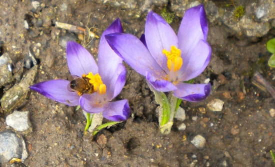 včielka a ivovka- šafran jarný (Crocus vernus)