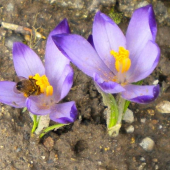 včielka a ivovka- šafran jarný (Crocus vernus)