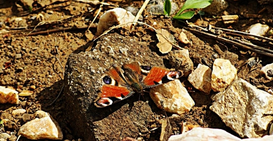 Babôčka pávooká (Inachis io)