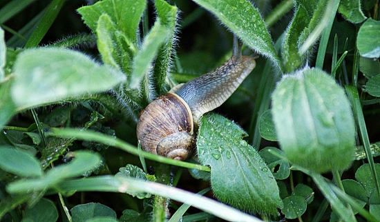 slimák záhradný (Helix pomatia)