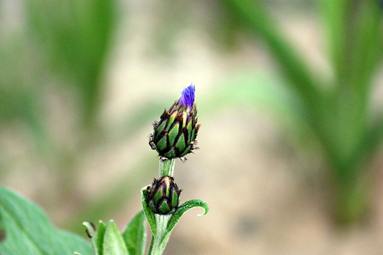 Nevädza poľná (Centaurea cyanus)