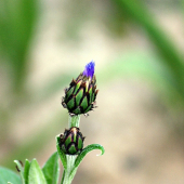 Nevädza poľná (Centaurea cyanus)