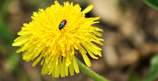 chrobáčik v pupave