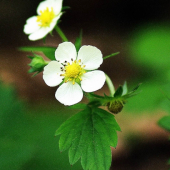jahoda lesná (Fragaria vesca)