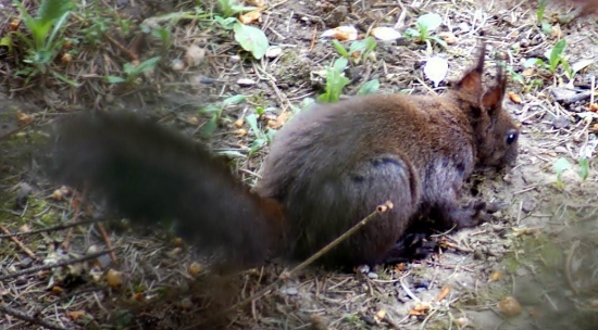 Veverica obyčajná (Sciurus vulgaris)
