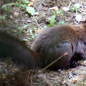 Veverica obyčajná (Sciurus vulgaris)