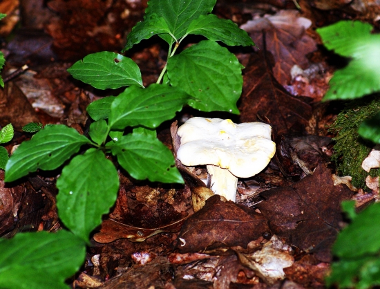 dnes nájdené- už rastú