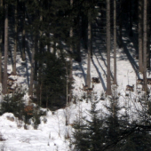 Danielia zver a muflon