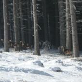 Kysucký krásavci