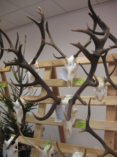 8 ročny jelen, 192,50 bodov