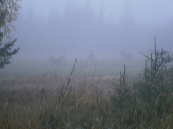 Ruja zahalená hmlou :)