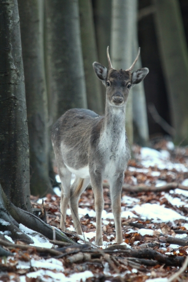 Vianočný daniel vás zdarví