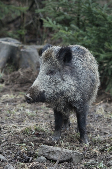 Ej, bližšie už nie