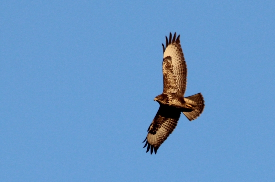 Buteo